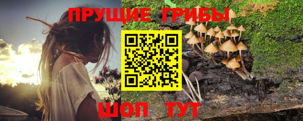 Черкесск  Галлюциногенные грибы Cubensis  Вход с VPN  Псилоцибиновые грибы ЛСД 